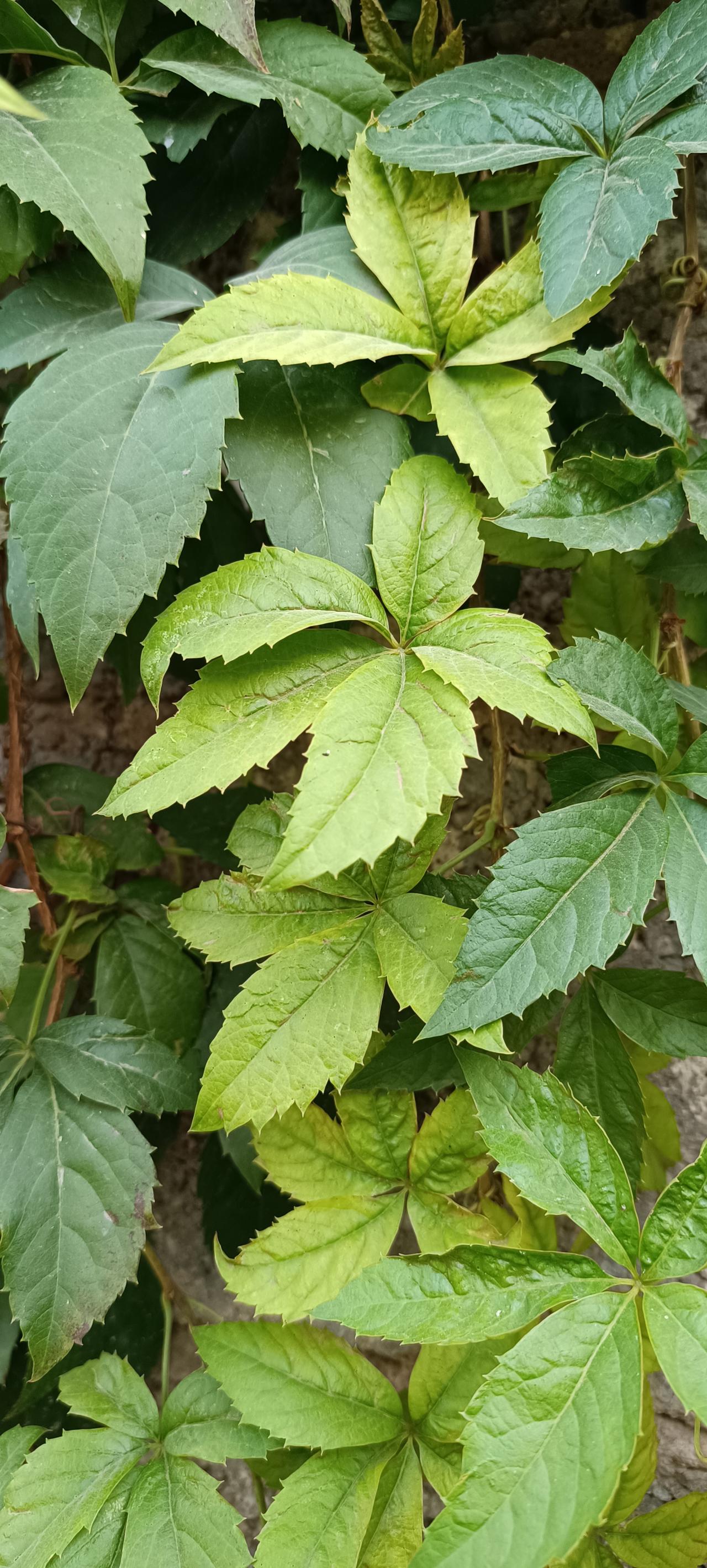 تصویر کانال